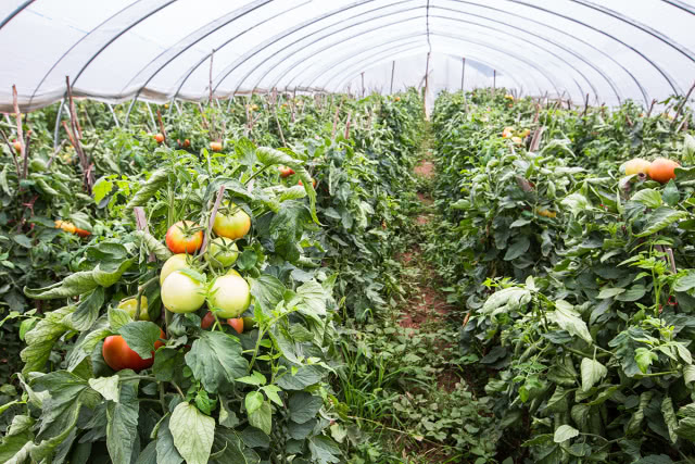 农民每亩地一年收入二万多 仅种植两种蔬菜