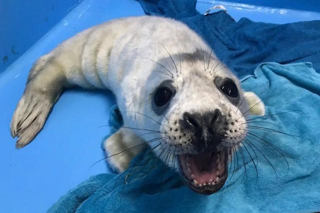 海豹宝宝刚出生就失去母亲,独自爬行3公里给自己找个家!