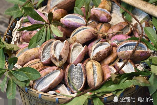 野香蕉味道甜,营养高,可观赏,市场前景好,种植致富就靠它了