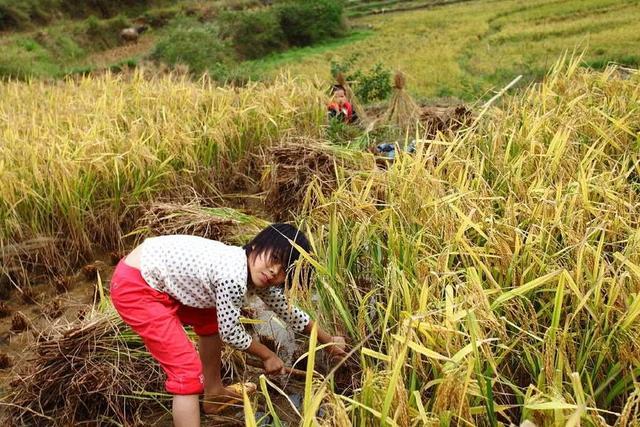 农村孕妇孕期一直干活,临到生产被送到医院,婆婆骂孕妇大意|孕妇|婆婆