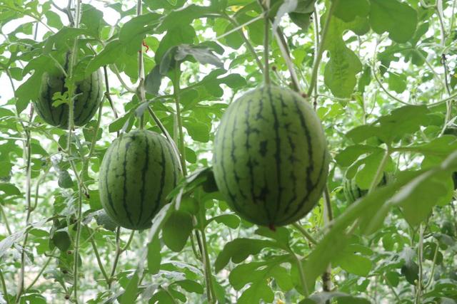 至从西瓜长"树上"之后,西瓜销路好了,产量也变高了