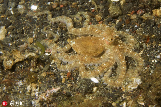 玩隐身的动物小妖精才是最磨人我眼已瞎你能找出几个