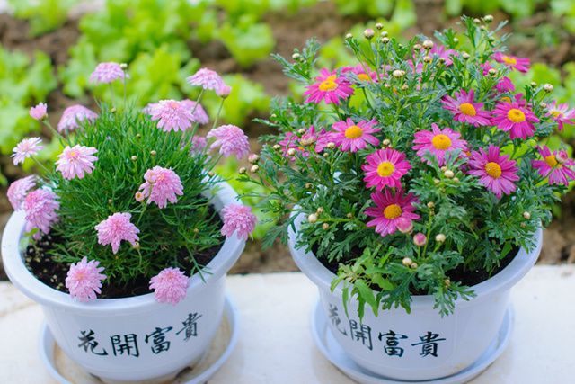 4种漂亮的懒人小花盆栽开花多易爆盆关键特别容易养活了