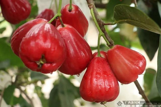 对不起我要去广西吃水果了