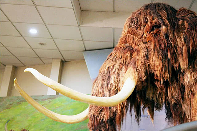 俄罗斯将建造冷冻古生物克隆中心猛犸象或将再次漫步地球