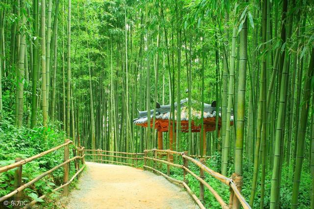我最喜欢的景色之竹林美景，一起欣赏一下！|竹林|景色|美景_新浪新闻