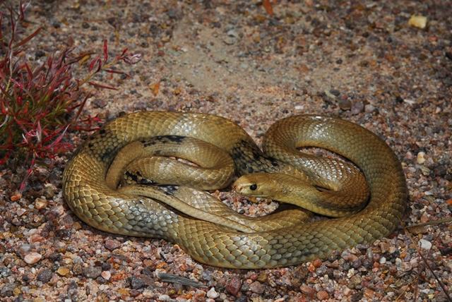 世界十大毒蛇之一的西部拟眼镜蛇它是大中型的毒蛇
