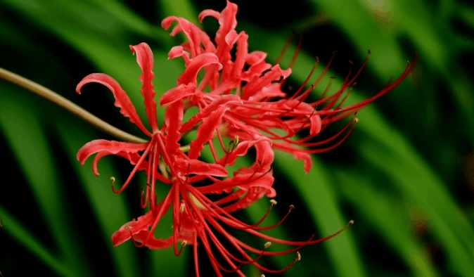 水晶兰被称为冥界之花,其以腐臭生物为食,但另一种花比它更可怕