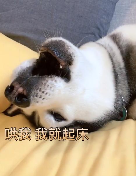 哈士奇有起床气,二哈:快来哄哄我,我就乖乖的起床了!