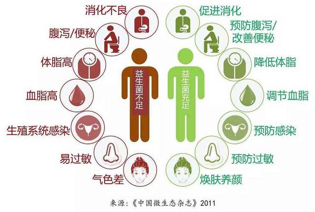 乳酸菌的生理机能