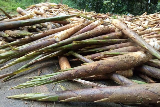 农村山里的美食野山笋你吃过吗