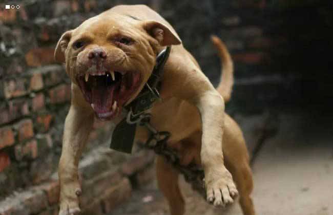 世界上最凶的狗狗没有之一,个头不大,在狗界横行无阻!