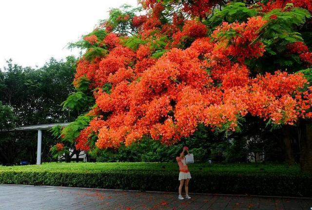 花楹【郭晓婷】 花楹分为蓝花楹和红花楹,它是一切脚色中独一的木本