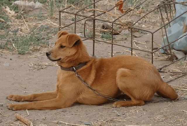 父亲养的大黄狗为救小孩落水身亡半夜听到狗叫声开门后傻眼了