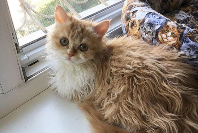 网友养了一只泰迪猫,满身卷卷的毛,比泰迪还可爱