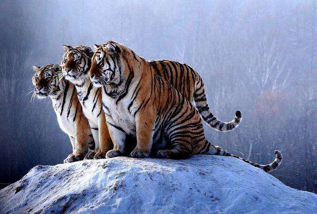 成语 纵虎归山 的历史典故