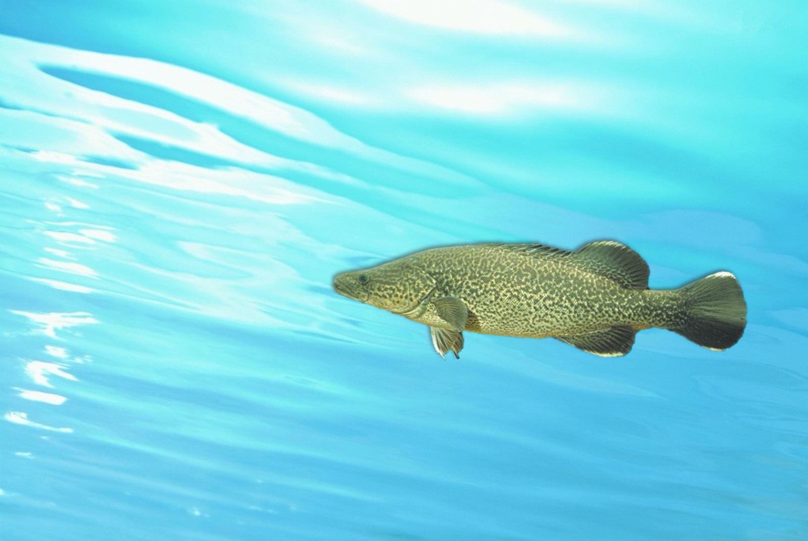 墨瑞鳕养殖的简介