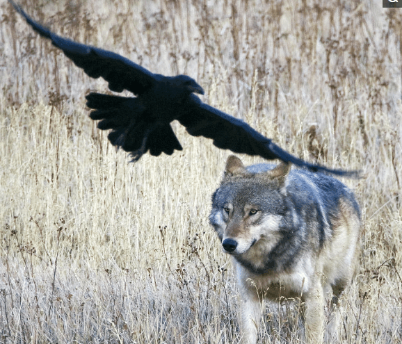 图为吐着舌头的狼,中美洲的阿兹特克人曾经尝试用狼肝来配制药物,以