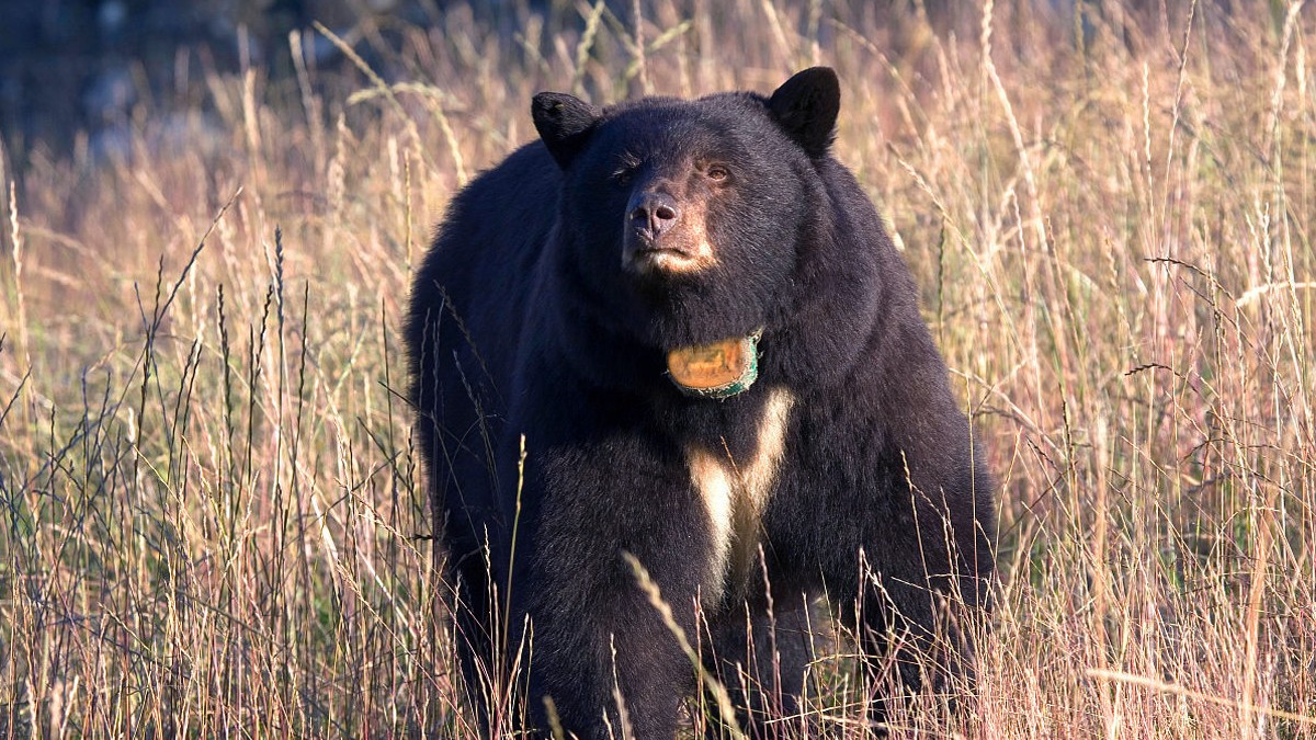 黑熊虽然被东北虎秒,但是放到非洲,它能够打赢狮子吗?