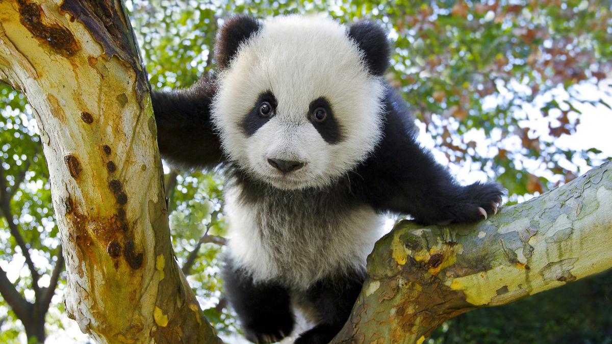 他拍下2000张野生大熊猫萌照,被作为国礼送给全世界