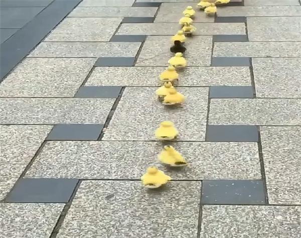 大马路上现奇观一队小鸭子排队走中间黑色那只是不走错了