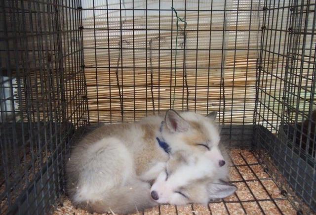 藏王狐狸村里的狐狸小幼崽,太可爱了!