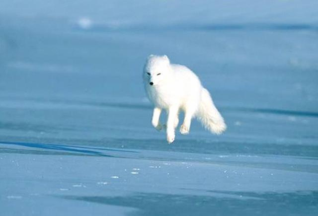 生活在北极圈里的四种白色精灵