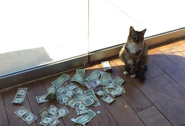 猫咪嗜钱如命, 私下积攒了一个小金库, 主人发现后全部捐出