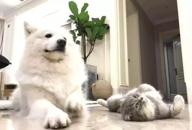 一只猫, 一只汪, 端“牛”和妞妞每天总有说不完的故事!