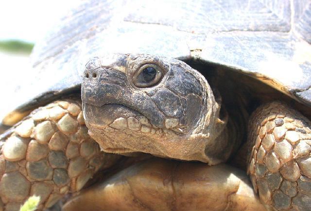 巨大乌龟叫声似小孩, 渔夫救之, 且看乌龟如何报恩