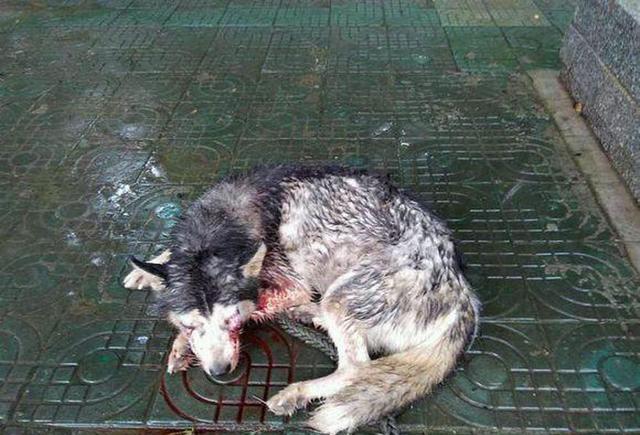 哈士奇哭出了血泪, 竟是被主人残忍挖掉双目, 看着让人气愤!