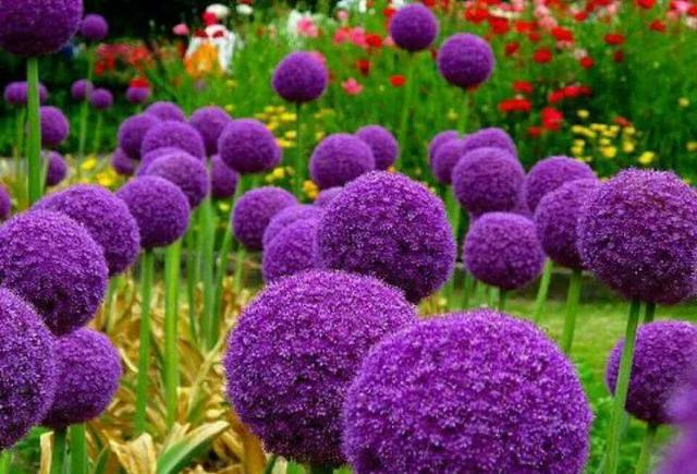 这些少见又萌萌哒的植物你一定没见过