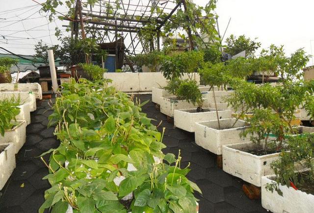 在樓頂建個露臺花園養花種菜餵雞這才是嚮往的都市田園生活