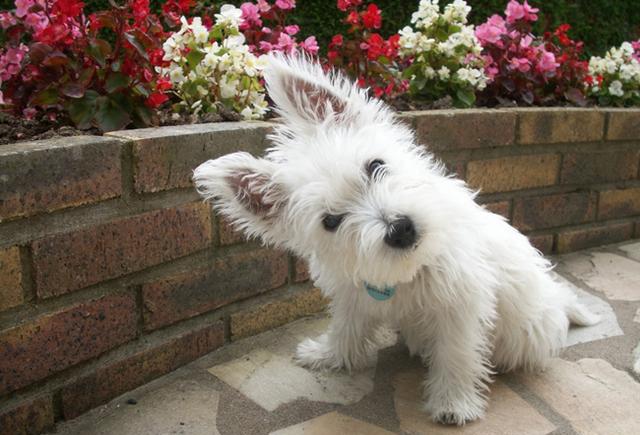 西高地|狗狗|梗犬_新浪新闻