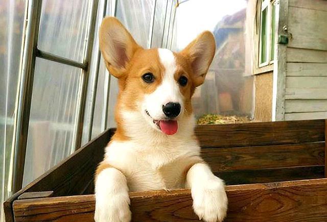 为什么养柯基的人少,原因有5个,腿短算一个