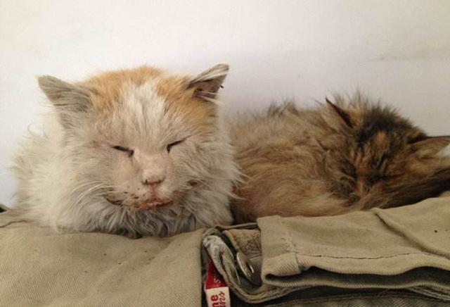 如何养好老年猫?养老年猫必须注意的事项|养老|猫咪|猫_新浪网