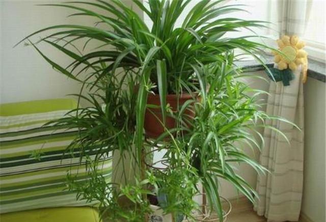 一壶老酒 吊兰 www.52shici.com 诗词吾爱网