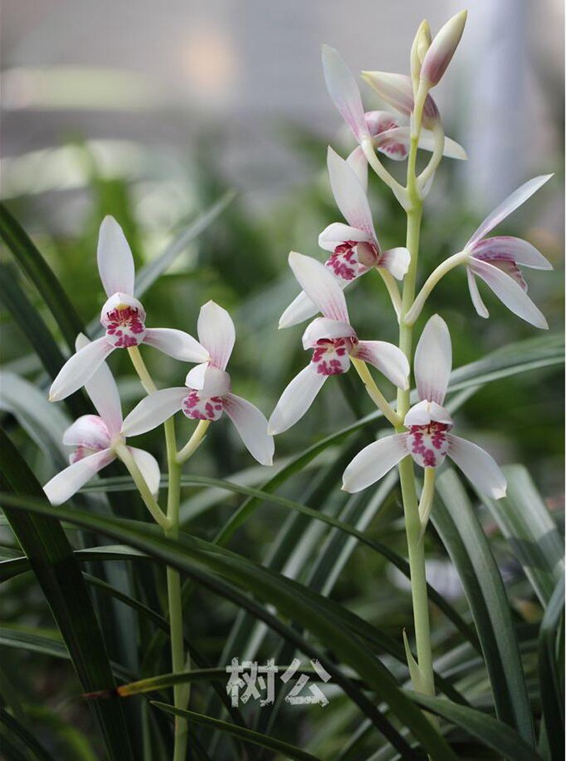 飘落凡间的仙子建兰玉白丹红