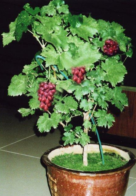 在阳台种出葡萄盆栽,这么样年年大丰收,关键是好看好吃