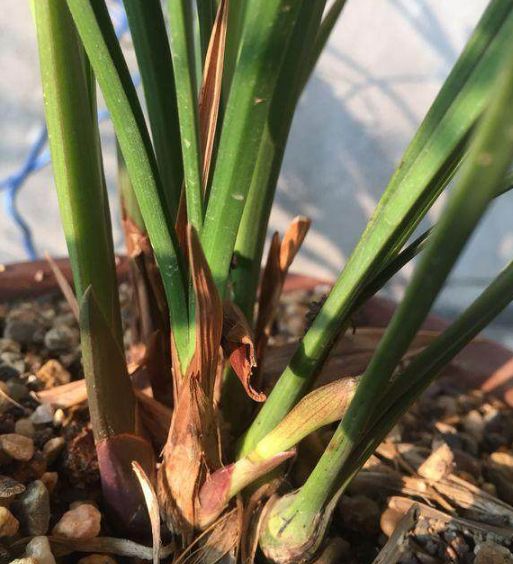 夏季兰花浇水三大雷区稍有不注意兰花一盆盆枯死