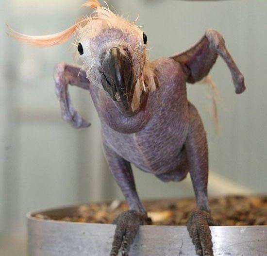 图看4大最怪异的秃头无毛动物, 看起来真是奇丑无比