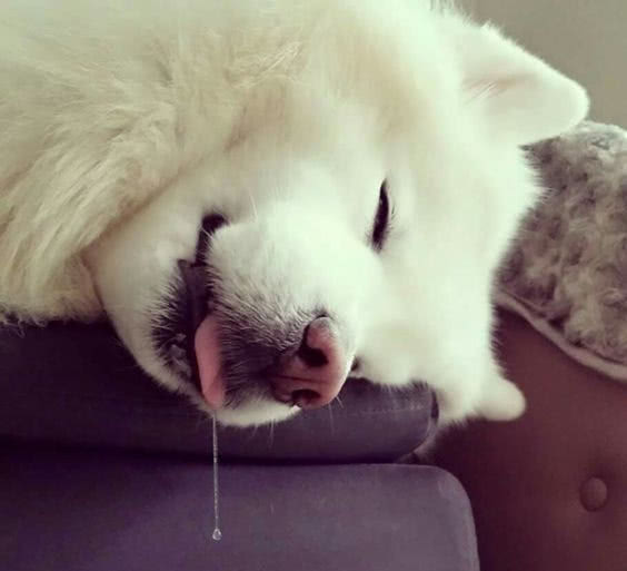 二哈被萨摩耶欺负这委屈的表情大概是史上混的最惨的二哈