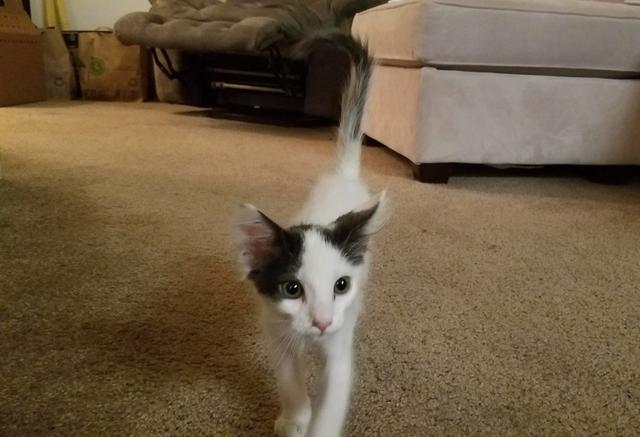 尖下巴大耳朵的瘦小猫没人要,领回后却不辜负主人的爱变成美猫