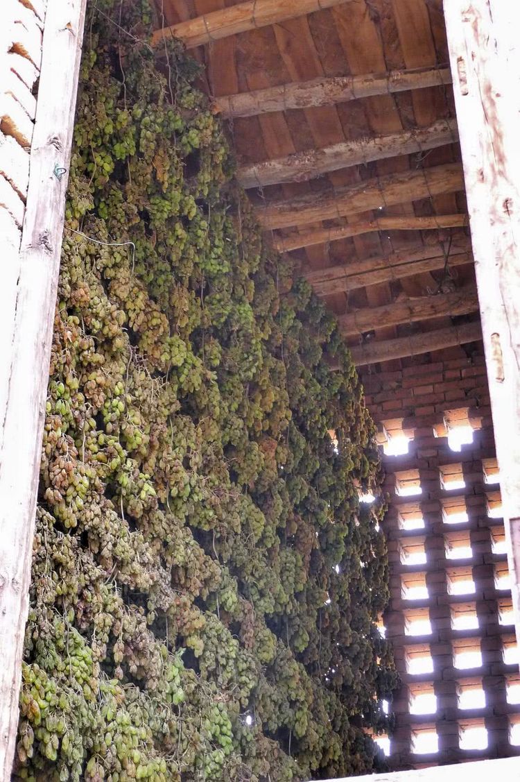 走进吐鲁番神秘的晾房著名的葡萄干就是这么晾成的