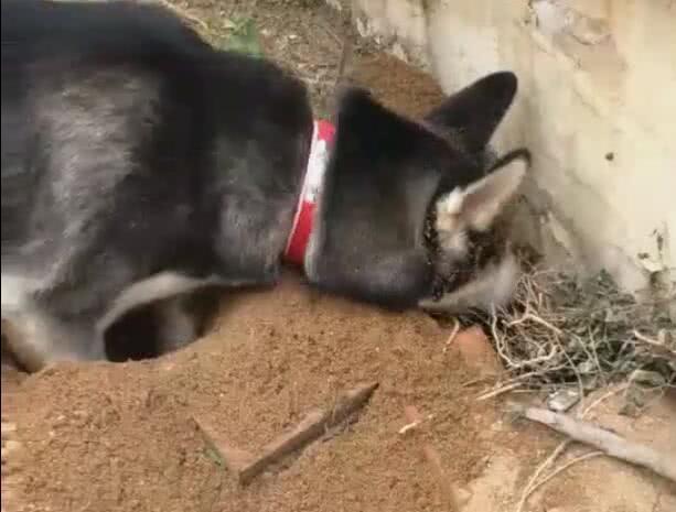 哈士奇挖墙脚,挖出两房一厅,傻狗笑得跟主人炫耀