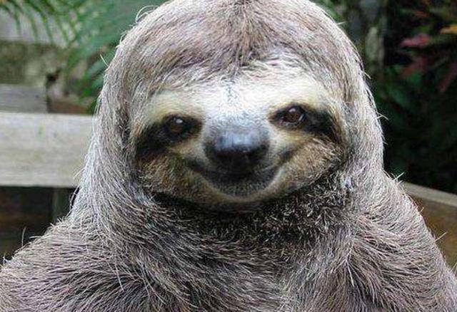 大家不知道的树懒求偶交配过程有点搞笑有点扯