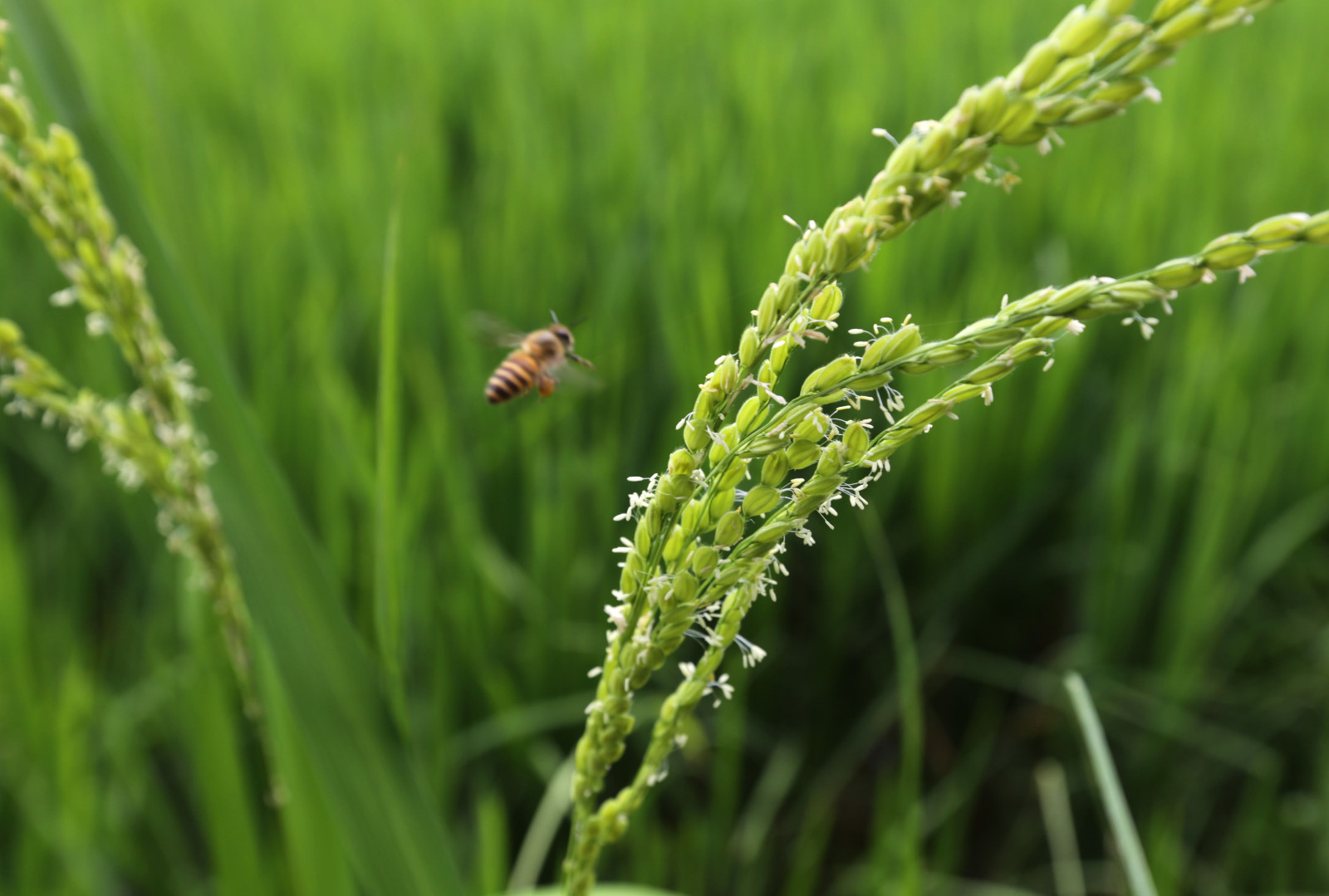 稻花吹早香，风露千万亩。|稻花|鱼|雌蕊_新浪新闻