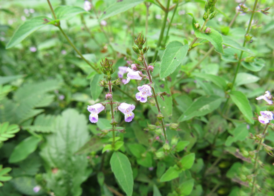 农村一种漂亮野草,农民称它为"母鸡窝",殊不知是稀罕良药