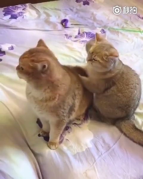 搞笑视频搞笑幽默