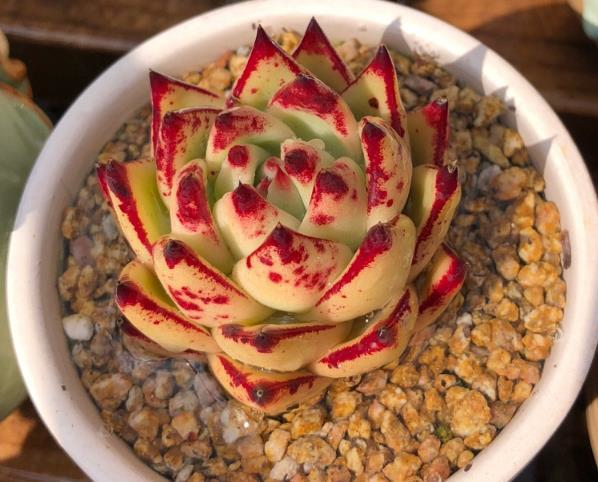 根据不同的品种来给多肉植物选盆根系才能发达